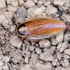 Johnrehnia australiae (Rehn's Cockroach) at Bango, NSW - 11 Mar 2023 by trevorpreston