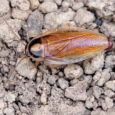 Johnrehnia australiae (Rehn's Cockroach) at Bango Nature Reserve - 11 Mar 2023 by trevorpreston