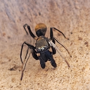 Myrmarachne luctuosa at Bango, NSW - 11 Mar 2023 02:05 PM