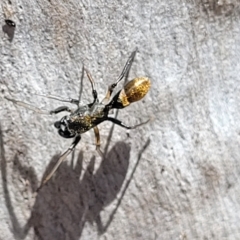 Myrmarachne luctuosa at Bango, NSW - 11 Mar 2023 02:05 PM