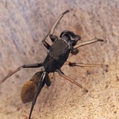 Myrmarachne luctuosa at Bango, NSW - 11 Mar 2023 02:05 PM