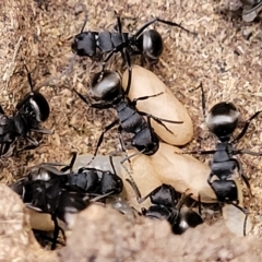Polyrhachis phryne (A spiny ant) at Bango Nature Reserve - 11 Mar 2023 by trevorpreston