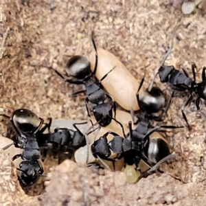 Polyrhachis phryne at Bango, NSW - 11 Mar 2023 02:03 PM