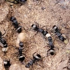 Polyrhachis phryne at Bango, NSW - 11 Mar 2023 02:03 PM