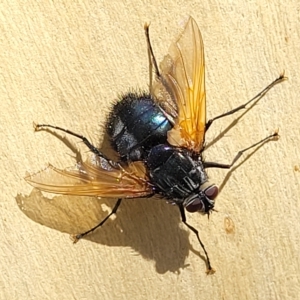 Chetogaster violacea/viridis (complex) at Bango, NSW - 11 Mar 2023