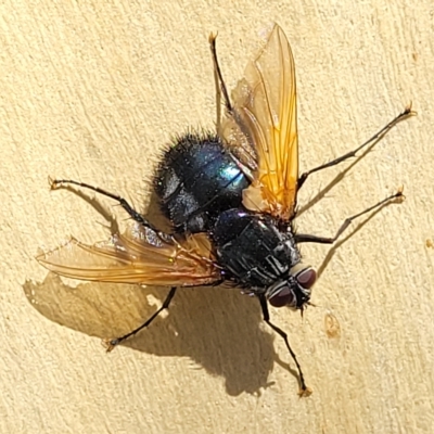 Chetogaster violacea/viridis (complex) (Bristle Fly) at Bango Nature Reserve - 11 Mar 2023 by trevorpreston