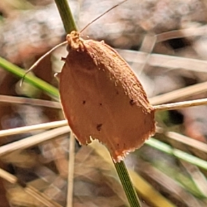 Garrha leucerythra at Bango, NSW - 11 Mar 2023