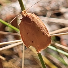 Garrha leucerythra (A concealer moth) at Bango, NSW - 11 Mar 2023 by trevorpreston