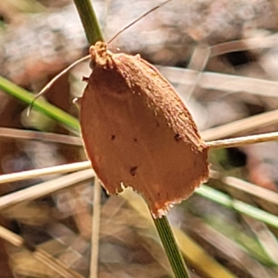 Garrha leucerythra (A concealer moth) at Bango, NSW - 11 Mar 2023 by trevorpreston