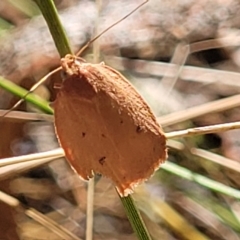 Garrha leucerythra at Bango, NSW - 11 Mar 2023