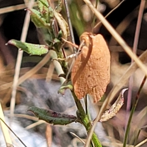 Garrha leucerythra at Bango, NSW - 11 Mar 2023