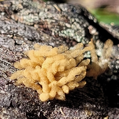 Arcyria sp. (genus) (A slime mould) at Bango Nature Reserve - 11 Mar 2023 by trevorpreston