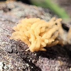 Arcyria sp. (genus) at Bango, NSW - 11 Mar 2023