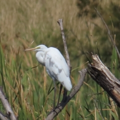 Ardea alba (Great Egret) at Jerrabomberra Wetlands - 11 Mar 2023 by TomW