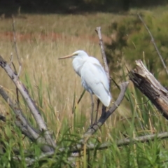 Ardea alba at Fyshwick, ACT - 11 Mar 2023 01:48 PM