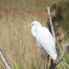 Ardea alba at Fyshwick, ACT - 11 Mar 2023 01:48 PM