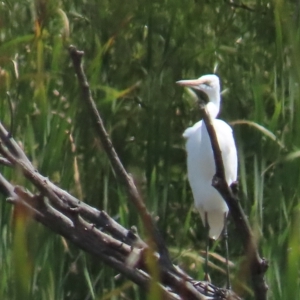 Ardea alba at Fyshwick, ACT - 11 Mar 2023