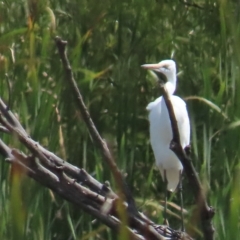 Ardea alba at Fyshwick, ACT - 11 Mar 2023