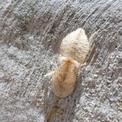 Ledromorpha planirostris (A leafhopper) at Bango Nature Reserve - 11 Mar 2023 by trevorpreston