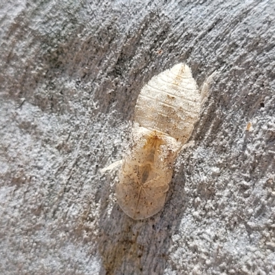 Ledromorpha planirostris (A leafhopper) at Bango Nature Reserve - 11 Mar 2023 by trevorpreston