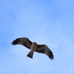 Hieraaetus morphnoides (Little Eagle) at Acton, ACT - 11 Mar 2023 by TomW