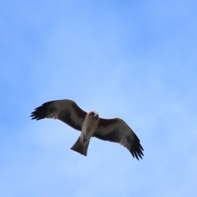 Hieraaetus morphnoides (Little Eagle) at Acton, ACT - 11 Mar 2023 by TomW