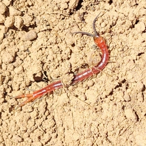 Cormocephalus aurantiipes at Bango, NSW - 11 Mar 2023