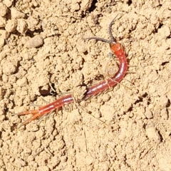 Cormocephalus aurantiipes (Orange-legged Centipede) at Bango, NSW - 11 Mar 2023 by trevorpreston