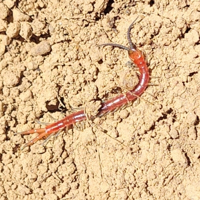 Cormocephalus aurantiipes (Orange-legged Centipede) at Bango Nature Reserve - 11 Mar 2023 by trevorpreston