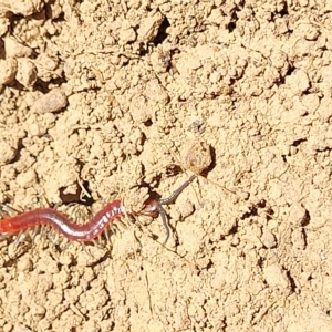 Cormocephalus aurantiipes at Bango, NSW - 11 Mar 2023