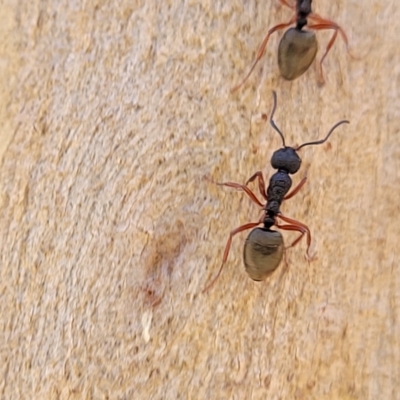 Dolichoderus scabridus (Dolly ant) at Bango, NSW - 11 Mar 2023 by trevorpreston
