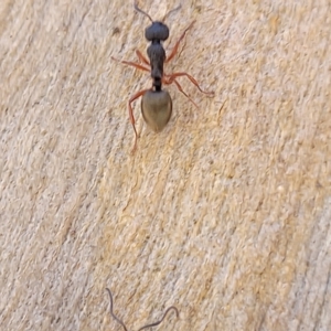 Dolichoderus scabridus at Bango, NSW - 11 Mar 2023