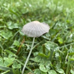 Unidentified Cap on a stem; gills below cap [mushrooms or mushroom-like] at Burradoo, NSW - 30 Jan 2023 by GlossyGal