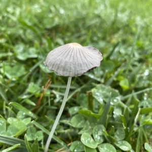 Unidentified Cap on a stem; gills below cap [mushrooms or mushroom-like] (TBC) at suppressed by GlossyGal