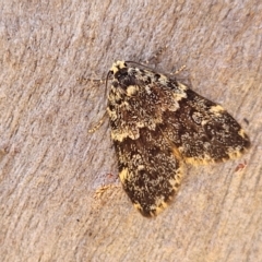 Halone (genus) (A Tiger moth) at Bango Nature Reserve - 11 Mar 2023 by trevorpreston