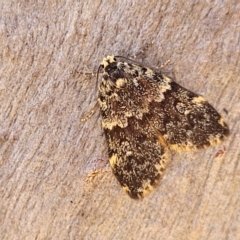 Halone (genus) (A Tiger moth) at Bango, NSW - 11 Mar 2023 by trevorpreston
