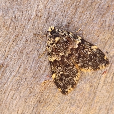Halone (genus) (A Tiger moth) at Bango, NSW - 11 Mar 2023 by trevorpreston