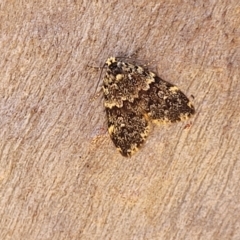 Halone (genus) at Bango, NSW - 11 Mar 2023 01:37 PM