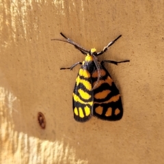 Asura lydia (Lydia Lichen Moth) at Bango, NSW - 11 Mar 2023 by trevorpreston
