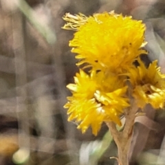 Chrysocephalum apiculatum (Common Everlasting) at Bango Nature Reserve - 11 Mar 2023 by trevorpreston