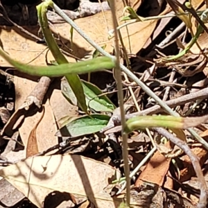 Chrysocephalum apiculatum at Bango, NSW - 11 Mar 2023 01:31 PM