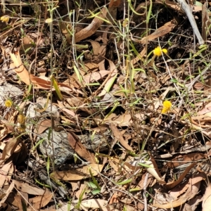 Chrysocephalum apiculatum at Bango, NSW - 11 Mar 2023