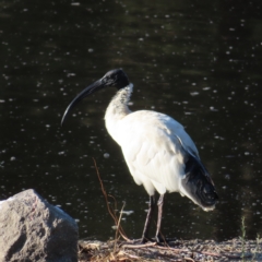 Threskiornis molucca (Australian White Ibis) at Tuggeranong Creek to Monash Grassland - 10 Mar 2023 by MatthewFrawley