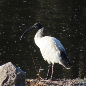 Threskiornis molucca at Monash, ACT - 11 Mar 2023