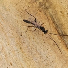 Ichneumonidae (family) (Unidentified ichneumon wasp) at Bango, NSW - 11 Mar 2023 by trevorpreston