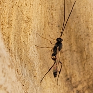 Ichneumonidae (family) at Bango, NSW - 11 Mar 2023