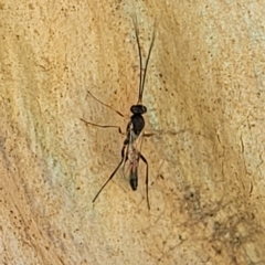 Ichneumonidae (family) at Bango, NSW - 11 Mar 2023