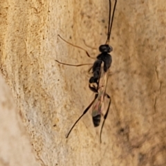 Ichneumonidae (family) at Bango, NSW - 11 Mar 2023