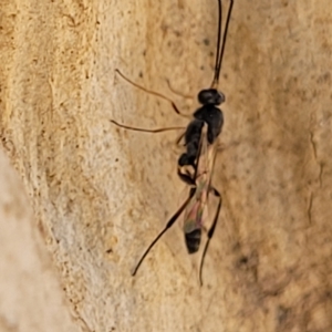 Ichneumonidae (family) at Bango, NSW - 11 Mar 2023