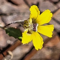 Goodenia hederacea subsp. hederacea (Ivy Goodenia, Forest Goodenia) at Bango, NSW - 11 Mar 2023 by trevorpreston